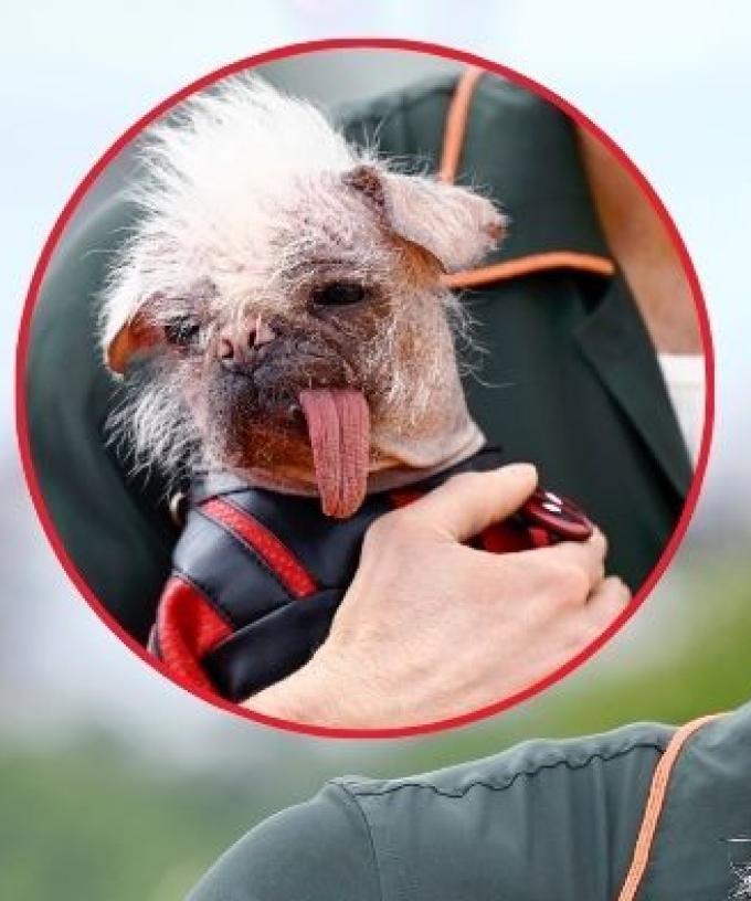 Peggy the Pugese Wins Top Honor at Fido Awards for ‘Deadpool & Wolverine’ Role