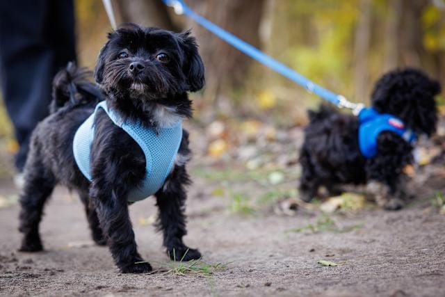 Switzerland: How Kidnapped Dog Was Recovered After Ransom Demand?