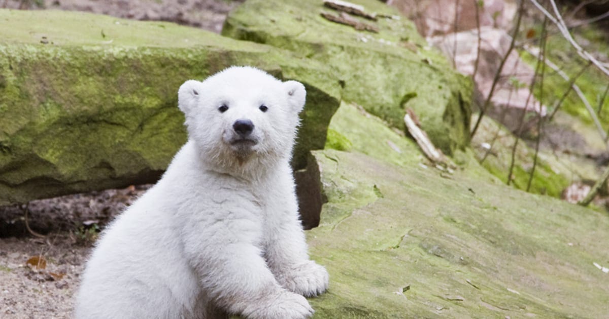 Headline: Polar Bear Cub 'Mika' Makes Debut at Karlsruhe Zoo