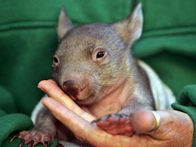 Australia Reviews Visa of U.S. Influencer After Baby Wombat Incident Sparks Outrage
