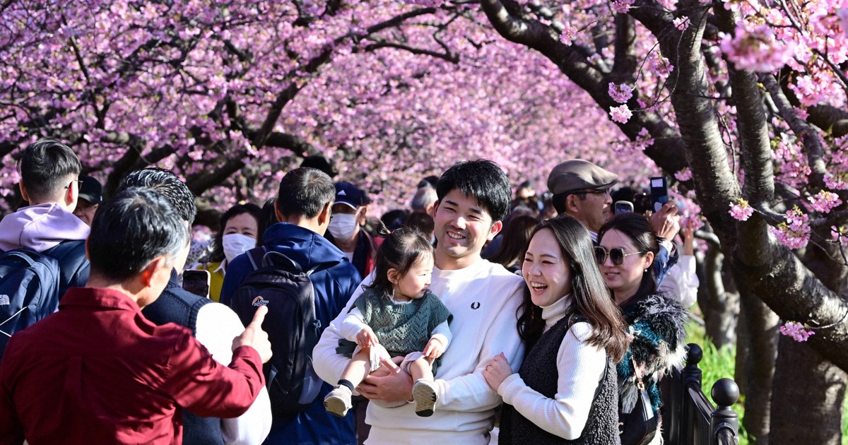 Early Cherry Blossoms in Full Bloom Along Japan’s Kawazu River