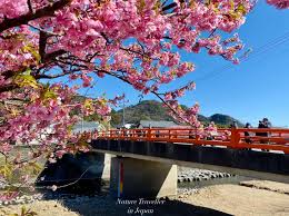 🌸 Early Cherry Blossoms in Full Bloom Along Kawazu River, Japan
