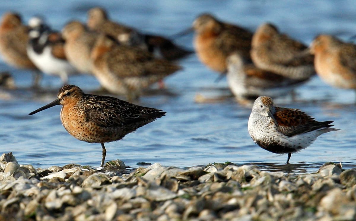 🦉 U.S. Bird Populations Declining Rapidly, 112 Species at ‘Tipping Point’