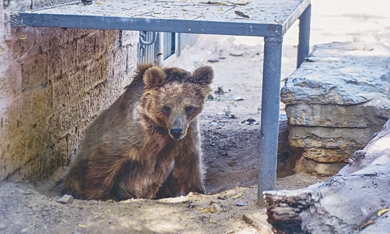 🐻 Karachi Zoo Animals in Poor Conditions, Calls for Relocating Bear Rano – Mahera Omar 🏡