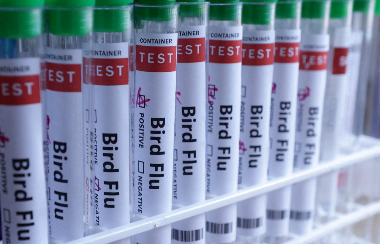 First-Ever Bird Flu Case Detected in Sheep in Northern England