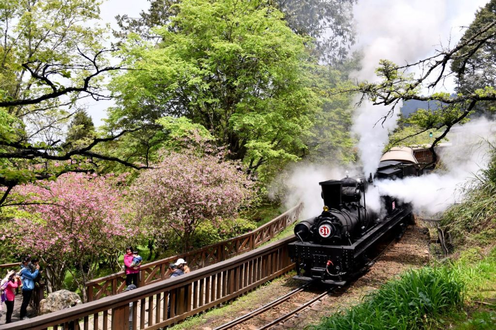 Steam Train Rides Through Taiwan’s Cherry Blossom Wonderland