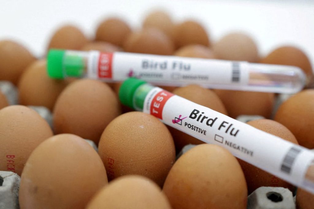 FDA Halts Bird Flu Testing Improvements for Milk, Cheese, and Pet Food Amid Major Staff Cuts