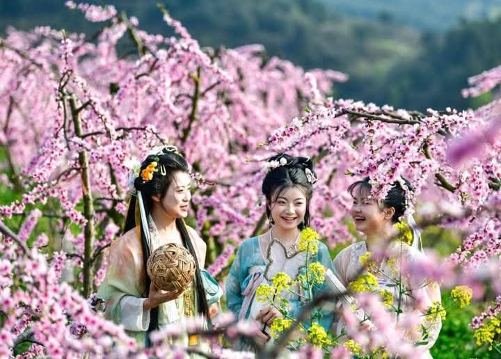 Blooming Flowers in Rural Areas of Guizhou, China Attracting Tourists