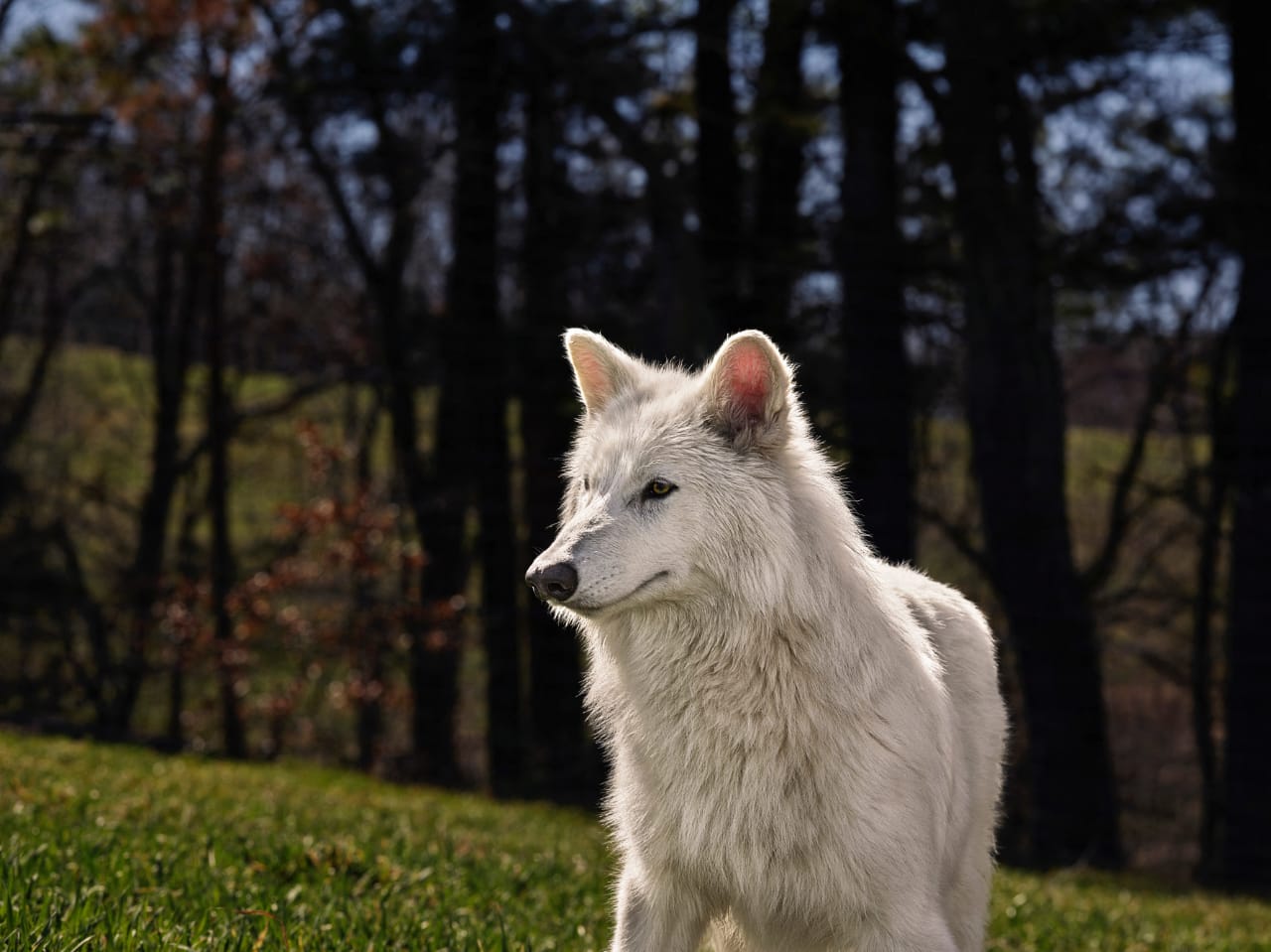 Headline: Dire Wolf: Ice Age's Mighty Predator