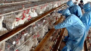 Headline: Mexico Records First Human Death from H5N1 Avian Influenza