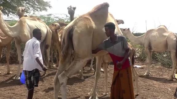 Climate Change Forces Somali Farmers to Pen Camels