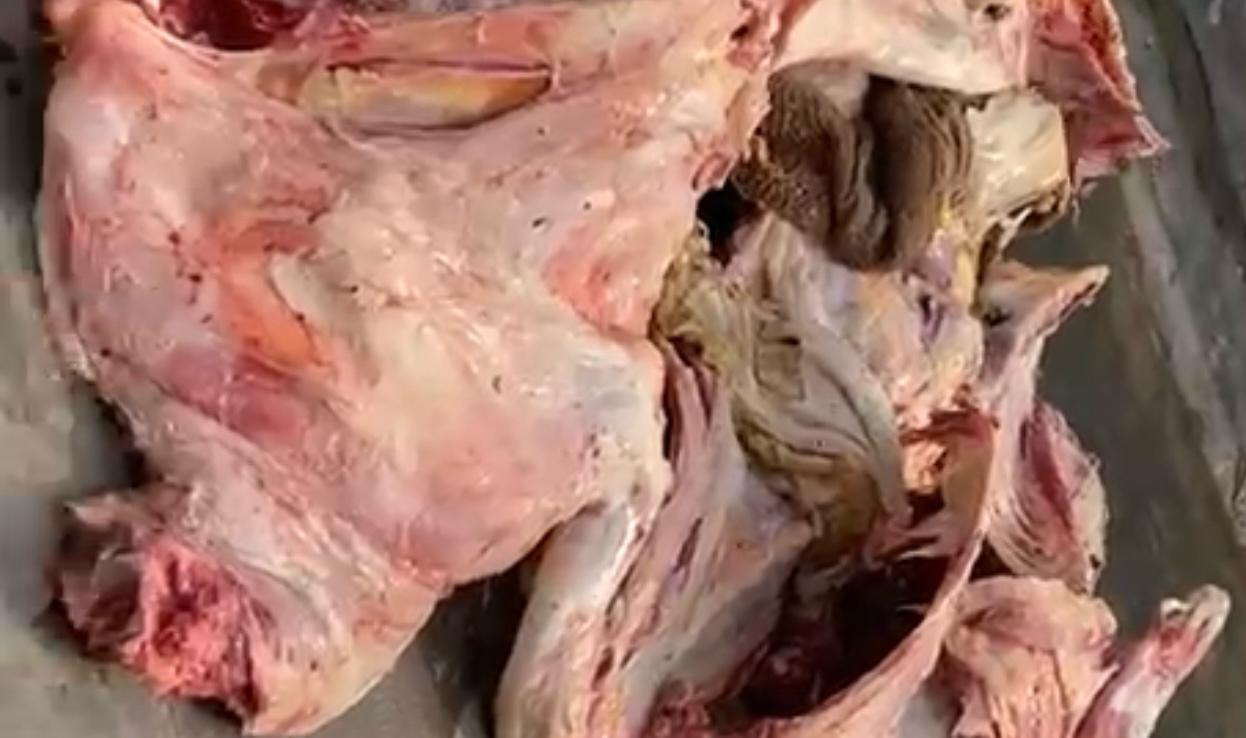 Punjab Food Authority Raids Illegal Slaughterhouse in Mandi Bahauddin, 800 Kg of Dead Animal Meat Seized