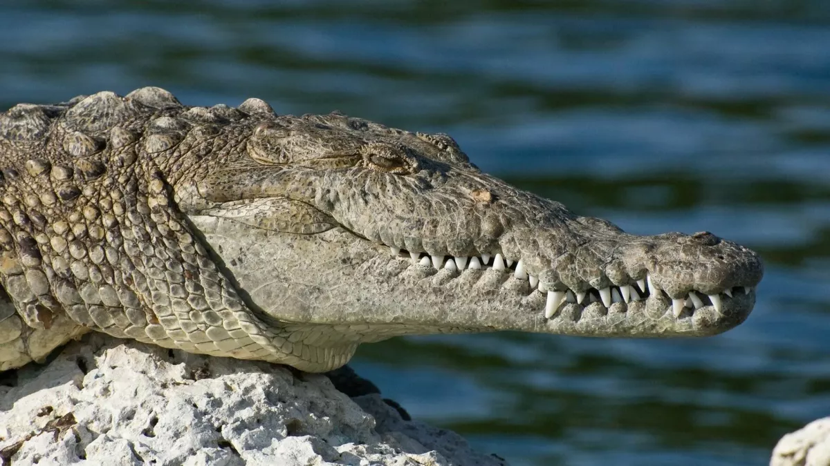 India Bangladesh border fencing wildlife plan as BSF explores crocodiles and venomous snakes in riverine gaps where physical fencing is impossible 2026