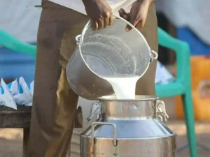 A milk seller pours fresh loose milk for a customer at a dairy shop in Karachi Pakistan in 2026