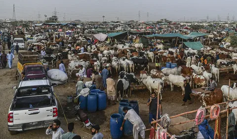 Sacrificial animals at a cattle market in Lahore ahead of Eid ul Adha 2026, showing goats and cows for Qurbani