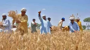 A farmer working in a wheat field in Punjab, Pakistan, representing Punjab Agriculture Policy 2025 reforms and subsidy schemes.