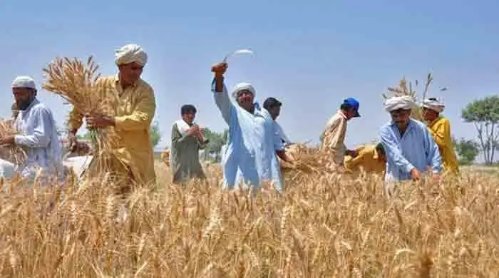 A farmer working in a wheat field in Punjab, Pakistan, representing Punjab Agriculture Policy 2025 reforms and subsidy schemes.