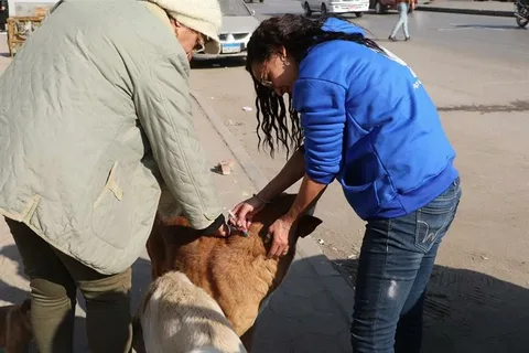 Veterinary team administering vaccines during a stray dog vaccination campaign in Pakistan to prevent rabies and improve public health