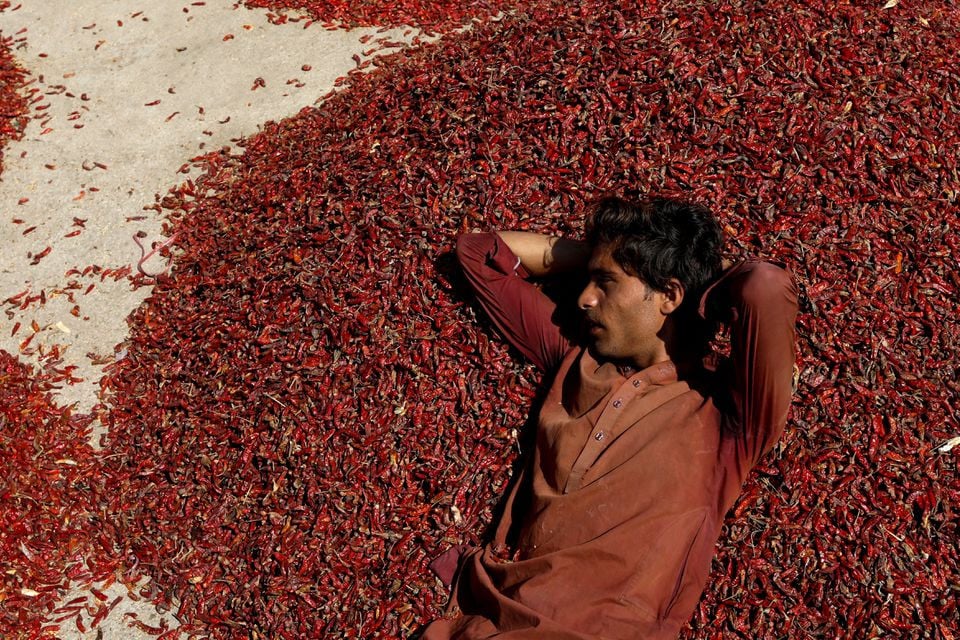 Farmers sorting dried red chillies at a Pakistan chilli market as traders monitor the price of Pakistan red hot chilli peppers in Pakistan.
