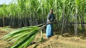 Freshly harvested sugarcane loaded on a tractor at a sugar mill in Pakistan during the 2026 harvest season.