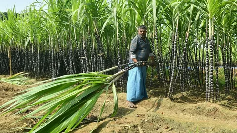 Freshly harvested sugarcane loaded on a tractor at a sugar mill in Pakistan during the 2026 harvest season.