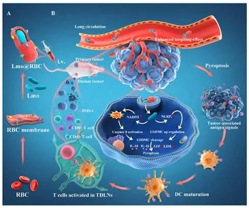 : Laboratory researchers study bacteria-based cancer therapy designed to target tumors.