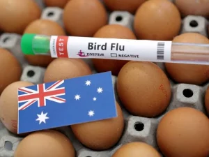 Dead long-nosed fur seal in South Australia confirmed with H5N1 bird flu