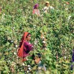 Farmer picking cotton by hand in a Punjab field during the 2026 Pakistan cotton harvest