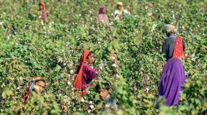 Farmer picking cotton by hand in a Punjab field during the 2026 Pakistan cotton harvest
