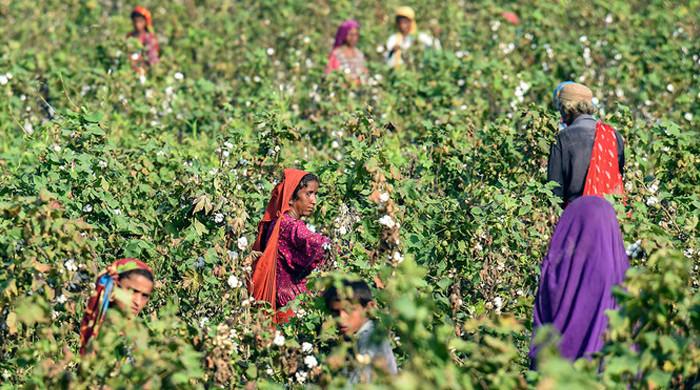 Farmer picking cotton by hand in a Punjab field during the 2026 Pakistan cotton harvest