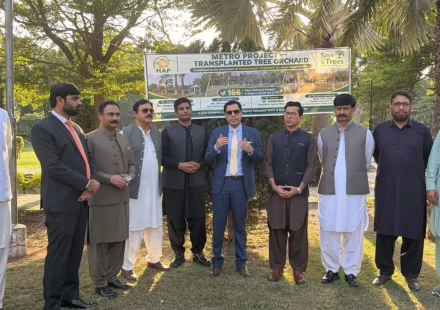 Mature transplanted trees at the Tree Transplantation Orchard in Bagh-e-Jinnah, Faisalabad, Punjab, Pakistan.