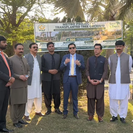 Mature transplanted trees at the Tree Transplantation Orchard in Bagh-e-Jinnah, Faisalabad, Punjab, Pakistan.