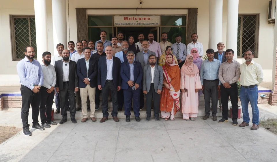 Agricultural scientists examine wheat crops as CIMMYT and AARI strengthen wheat research in Pakistan.